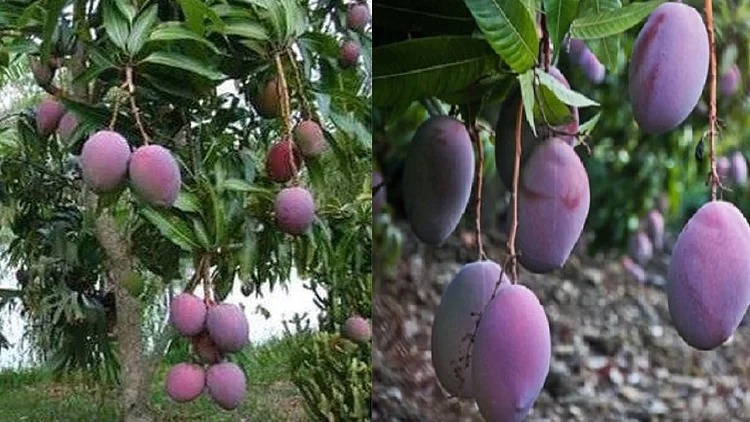 शुगर फ्री आम खूब बटोर रहा सुर्खियां, पकने से पहले 16 बार बदलता है रंग.