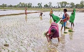 क्या बिहार में कमजोर मॉनसून से अकाल की आहट है?