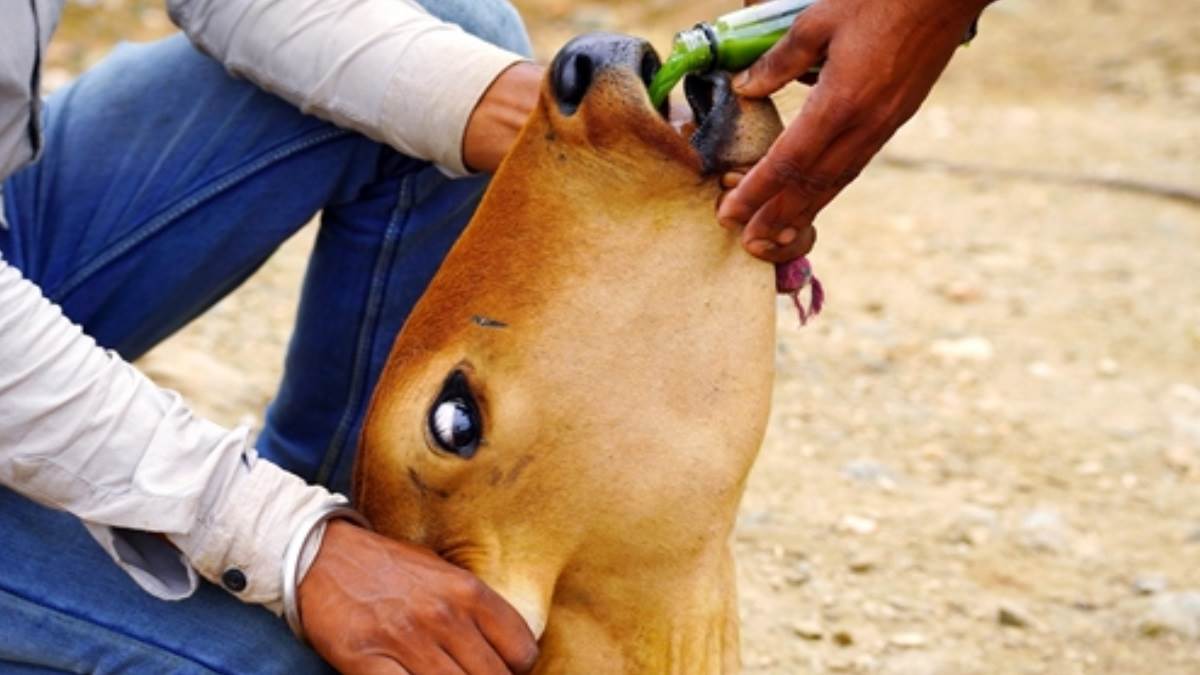 लंपी रोग से बड़ी संख्या में हो रही पशुओं की मौत,क्यों?