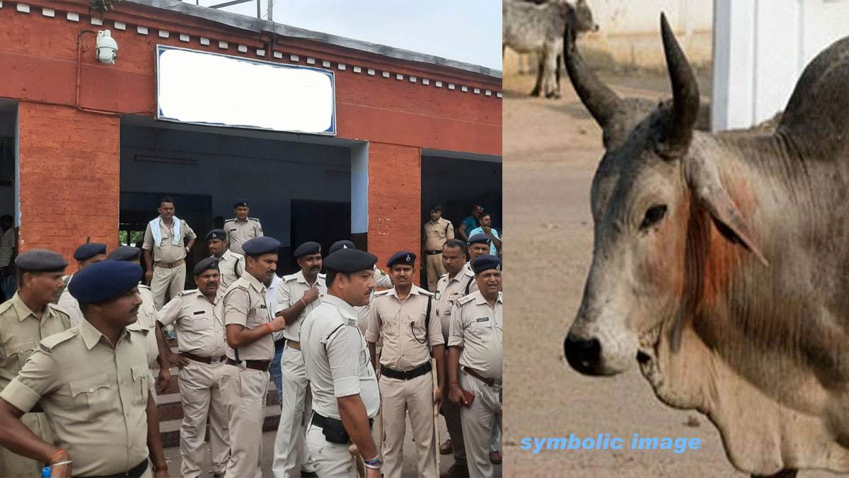 पुलिस के लिए मुसीबत बने दो बैल,क्यों ?