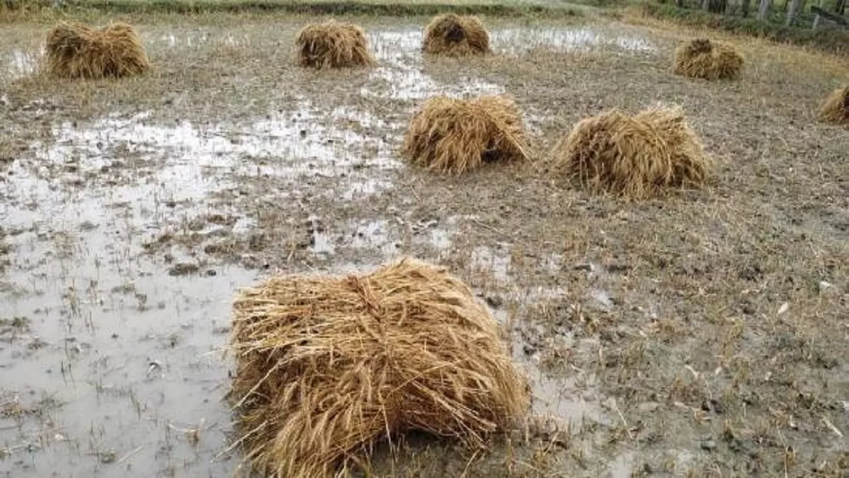 बिहार में खेत से लेकर सड़क तक बिछी ओलों की परत