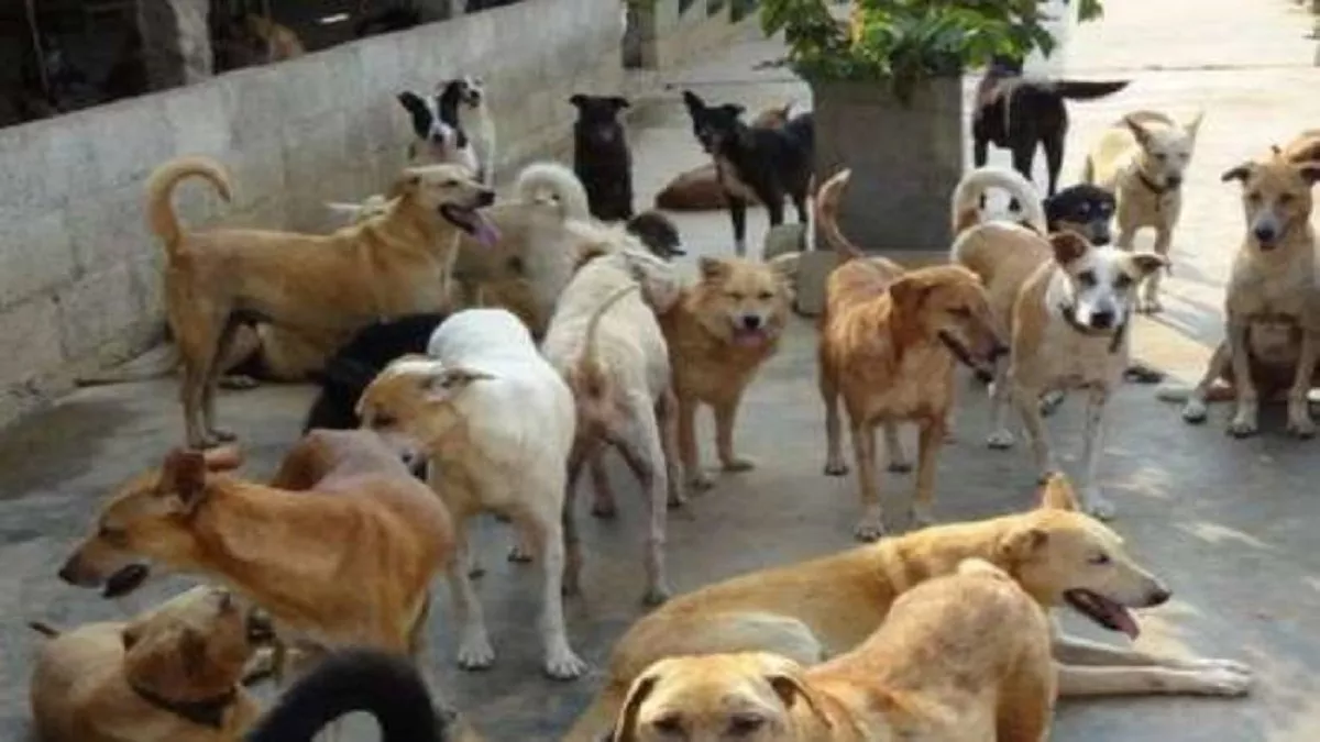 आवारा कुत्तों के बढ़ते कहर पर स्थानीय निकाय उदासीन- सुप्रीम कोर्ट