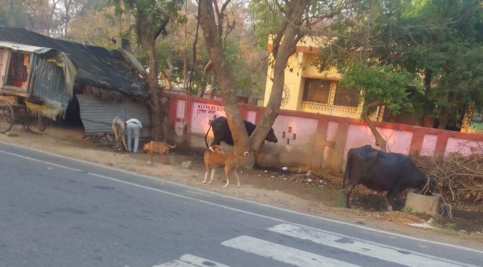 प्राथमिक स्वास्थ्य केंद्र बदोसराय में मवेशी पालक का कब्जा