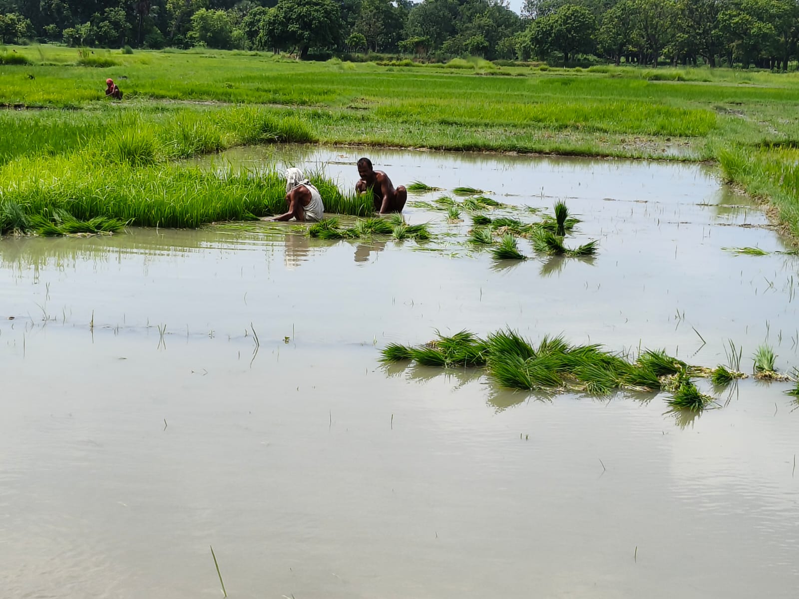 बारिश के पानी से बुझा धरती का प्यास मुरझाते फसलों में लौटी जान