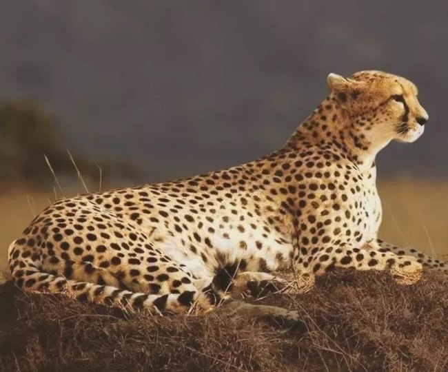 Project Cheetah: प्रोजेक्ट चीता के दूसरे वर्ष में प्रजनन पर होगा फोकस,कैसे?