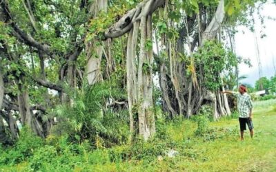 डेढ़ सौ साल पुराने वटवृक्ष की करीब 200 शाखाएं एक बीघा क्षेत्र में फैली हैं।