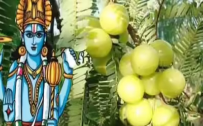 अक्षय नवमी को आंवले के वृक्ष की होगी पूजा