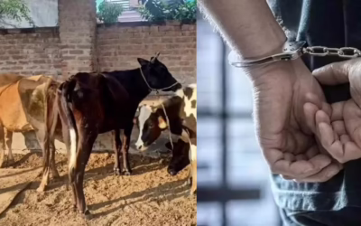 बेंगलुरु में गायों के थन काटने पर हुआ बवाल