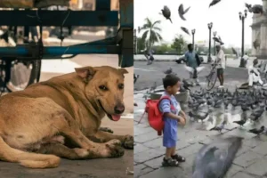 दिल्ली में आवारा कुत्तों तो मुंबई में कबूतरों पर विवाद,क्यों?